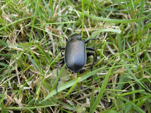 UNA BELLA VISITA: Calosoma maderae  ssp.  maderae